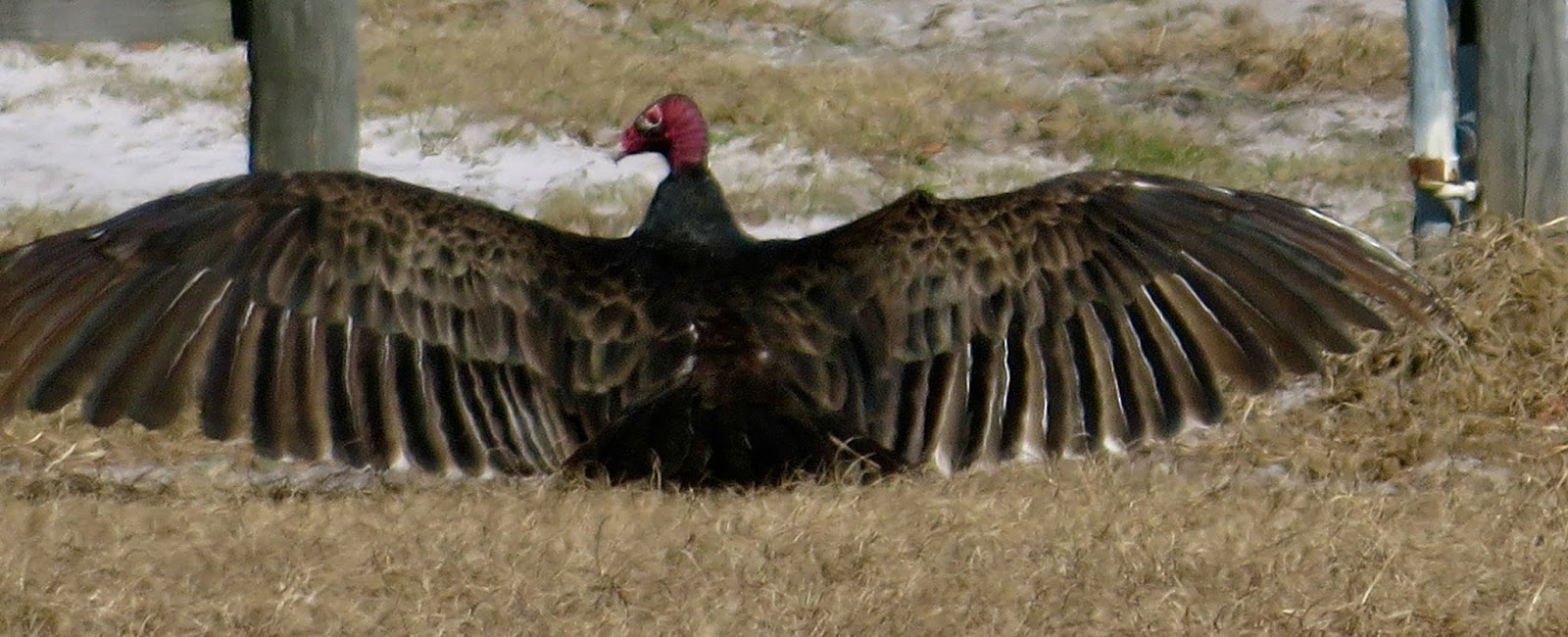 A Word Witch KTD 10Day Teachings/Song of the Turkey Buzzard