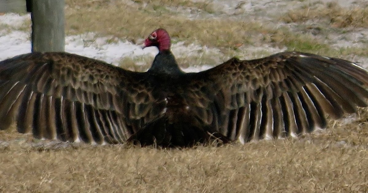 A Word Witch KTD 10Day Teachings/Song of the Turkey Buzzard