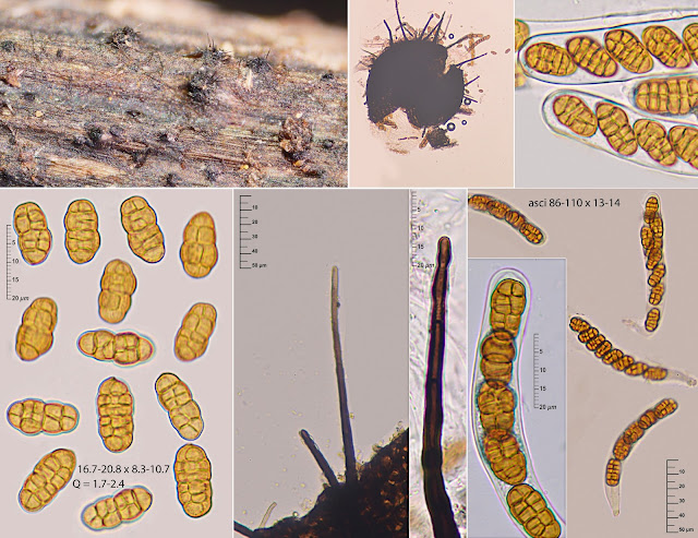 Pleospora ambigua 