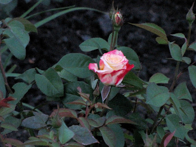 розы в цвету