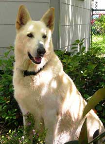 bandits heartworm treatment