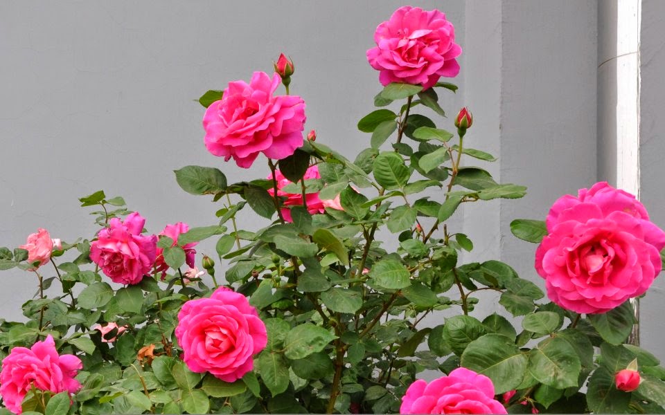 Health,Disease and Rose flower Medicinal value