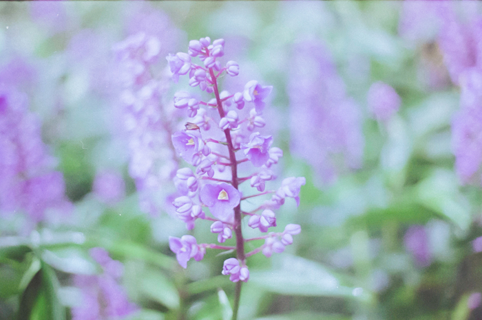 lomo 100 color film flower film photography