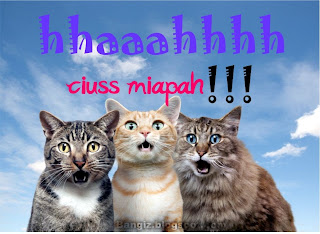 Wallpaper Gambar Kucing Kata Dunia Hitam Lucu