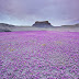 When Conditions Are Right, These Utah Deserts Explode With Colourful Flowers