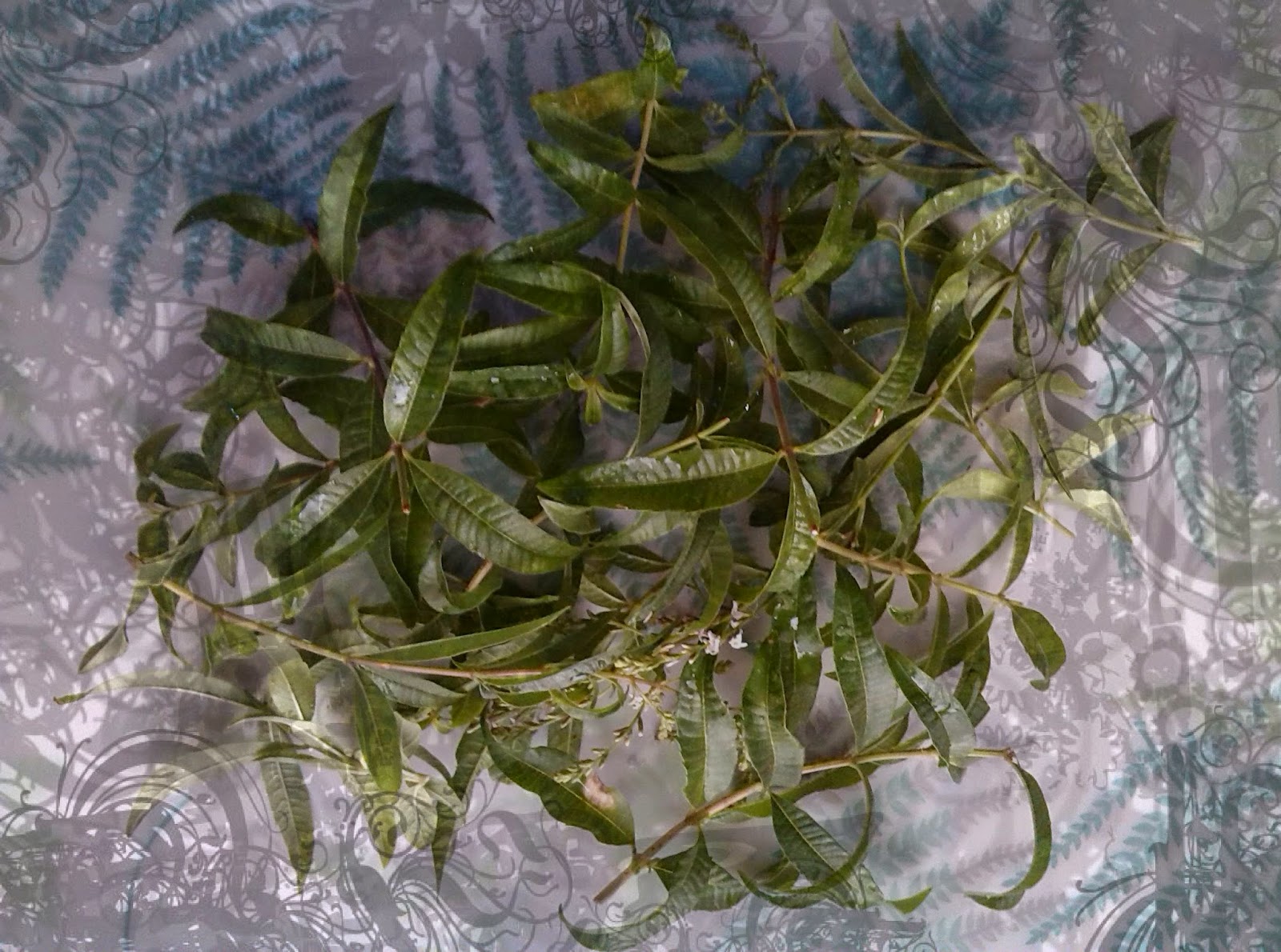 Lemon Verbena Living Drying Lemon Verbena For Delightful Taste & Smell
