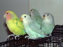 All About Love Birds