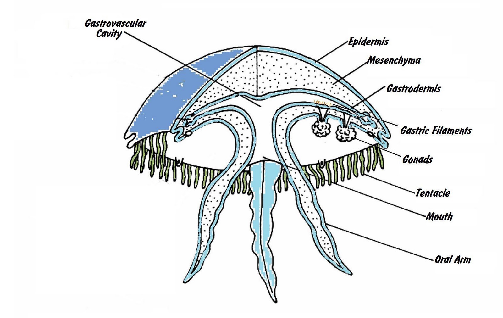 Anatomy - jelly the jelly fish