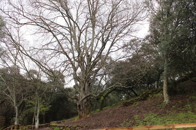 Parque-Nacional-Monfragüe Almez, árbol singular Parque Nacional de Monfragüe. Cáceres