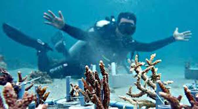 Terumbu Karang Di Nusaniwe Direhabilitasi LIPI