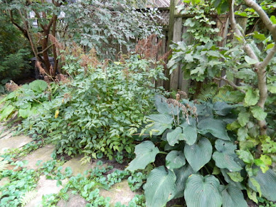 Fall Cleanup Before in Riverdale Toronto by Paul Jung Gardening Services--a Toronto Organic Gardener Fall Cleanup Before in Riverdale Toronto by Paul Jung Gardening Services--a Toronto Organic Gardener