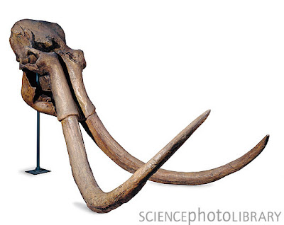 Mammuthus skull