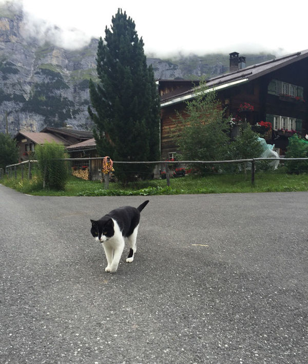 Cat from Gimmelwald, Switzerland gimmelwald cat