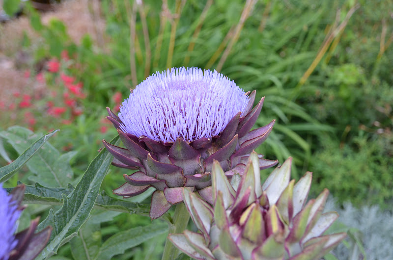 Garden Ally Artichokes in Bloom