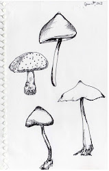 mushroom drawing drawings mushrooms simple line shedenhelm sketchbook kendra many stencils fungi sketches workshop google making outline kid getdrawings painting