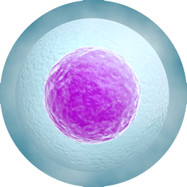 Ovum - Sel Telur Ovum - Sel Telur