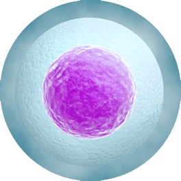 Ovum - Sel Telur Ovum - Sel Telur