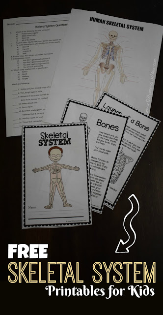 As part of our unit on the human body we learned about our amazing skeletal system through a variety of hands on projects and this informational, free printable skeletal system worksheet pack. These free printable skeletal system worksheets are handy to use with students from kindergarten, first grade, 2nd grade, 3rd grade, 4th grade, 5th grade, and 6th grade students. Simply print skeletal system worksheet pdf and you are ready to learn about the human body for kids.
