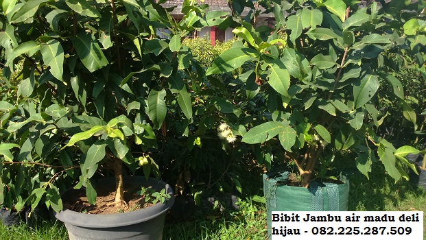 Bibit Jambu Kristal Bibit Jambu Air Harga Bibit Jambu
