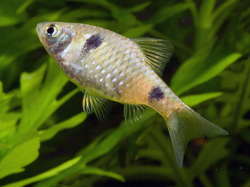 Species New to Science [Ichthyology • 2005] Puntius tiantian & P. didi