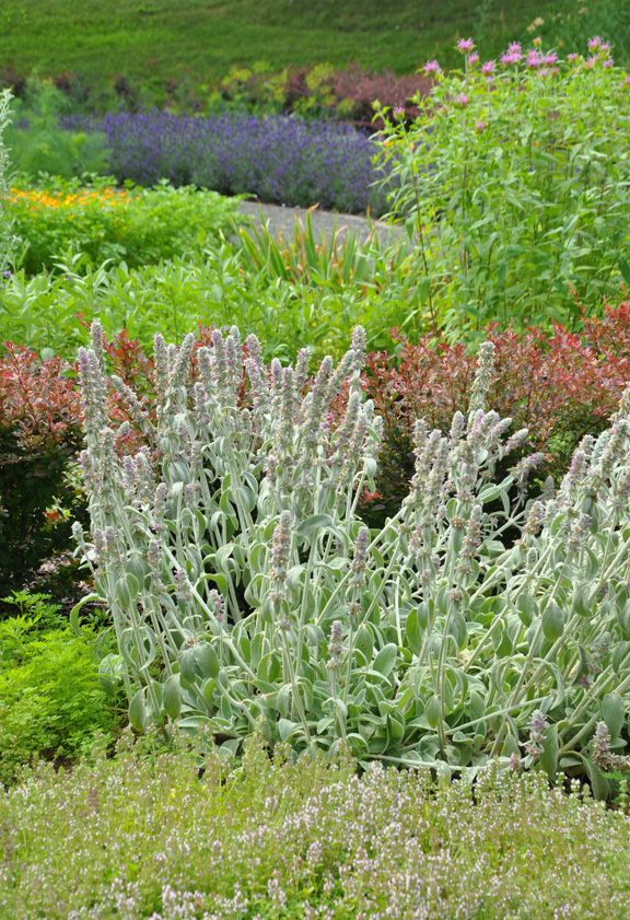 Three Dogs in a Garden Creating An Ornamental Herb Garden
