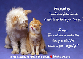  animal, dog, cat, pet, animal, inspiring quotes for animal lovers, petsnmore.org, foster,