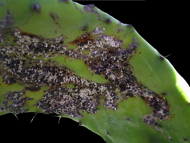 Todo sobre homeopatia Coccus cacti