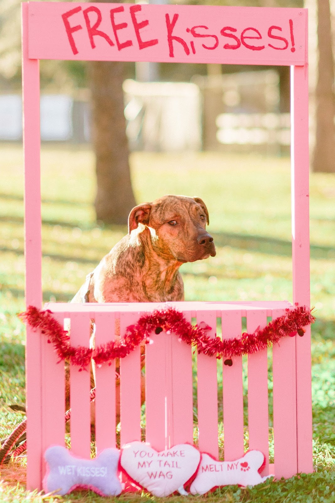Brindle dog in Valentine's day kissing booth
