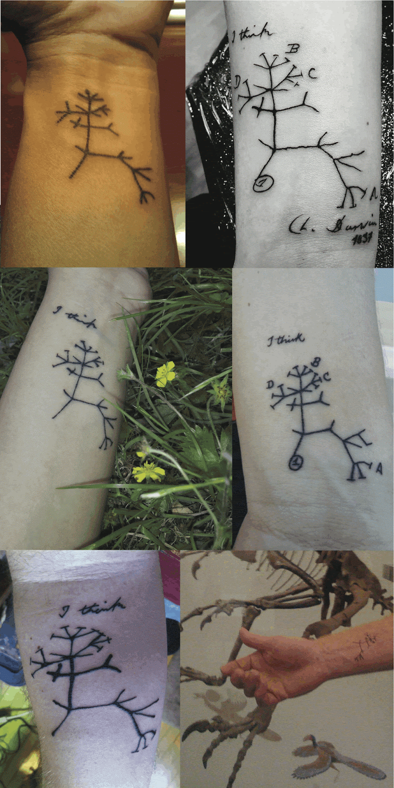 Tree Tattoos  Palm Tree Of Life Pine Tree Tattoo