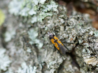 Chrysoclista linneella - Pyrale de l'écorce du tilleul - Perceur de l'écorce du tilleul Chrysoclista linneella - Pyrale de l'écorce du tilleul - Perceur de l'écorce du tilleul