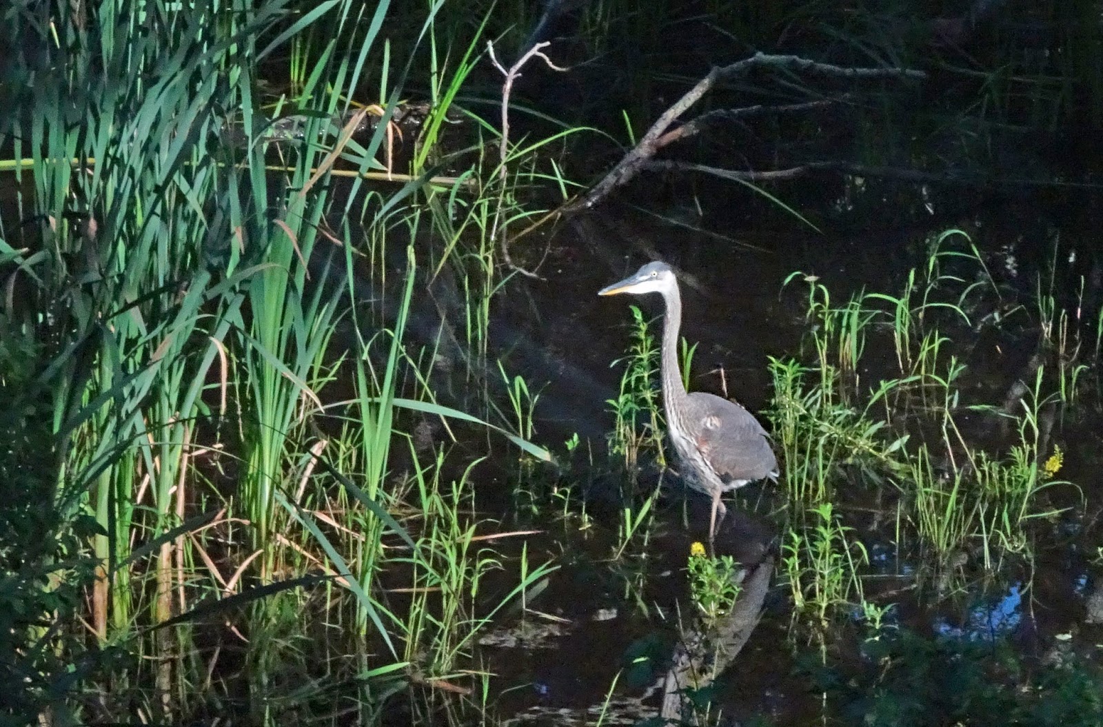 Joe's Retirement Blog A Great Blue Heron at Green Heron Pond, Manomet