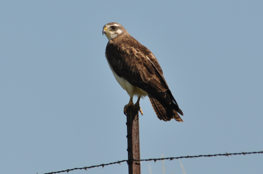 Bourbon, Bastards, and Birds. Des Lacs National Wildlife Refuge