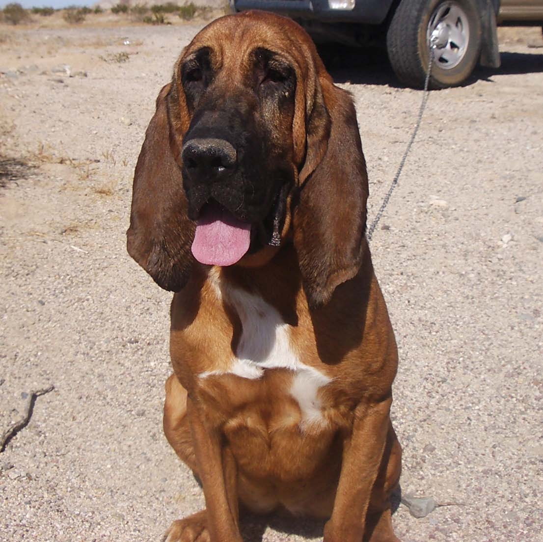 Bloodhound dog for Adoption in Idaho USA