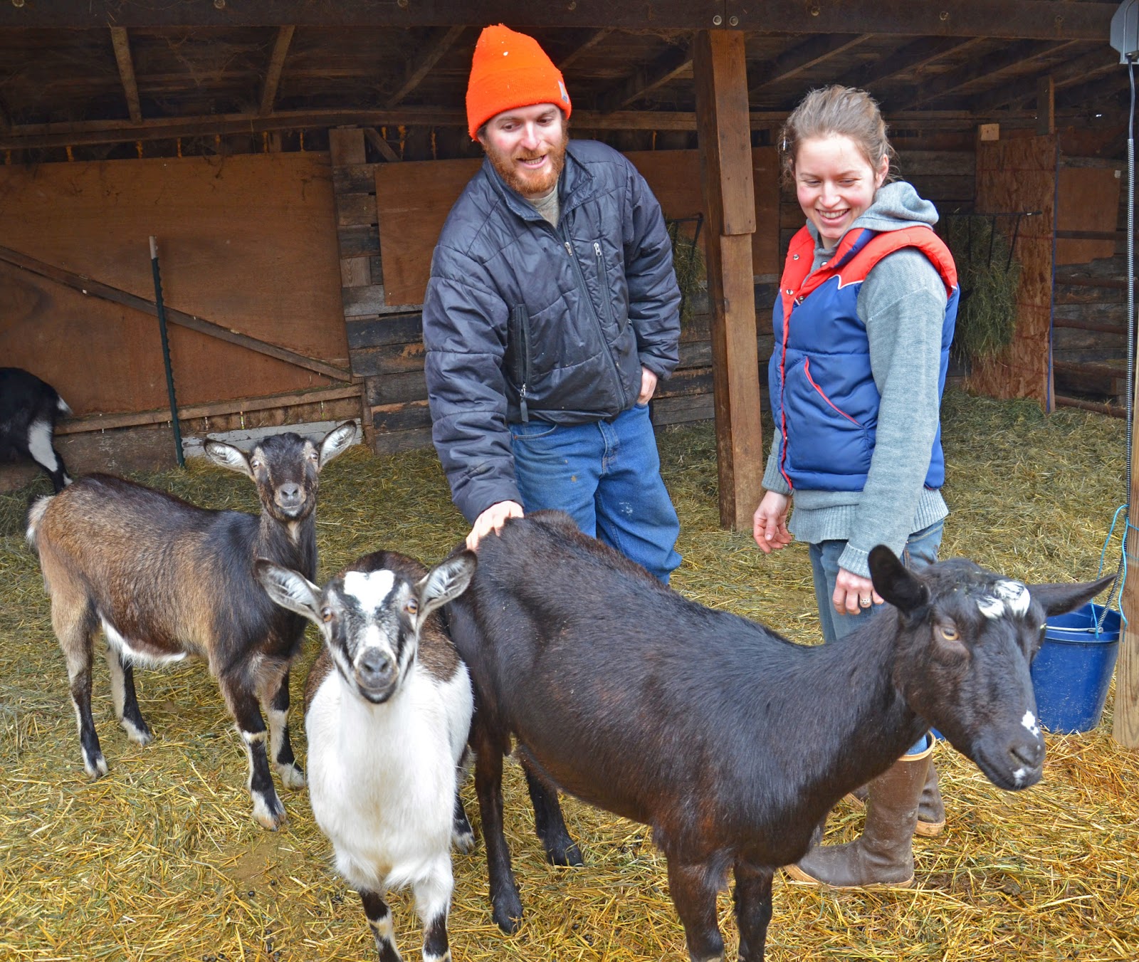 Lovettsville Sketches FETA FANS ALERT GOAT CHEESE IS COMING TO