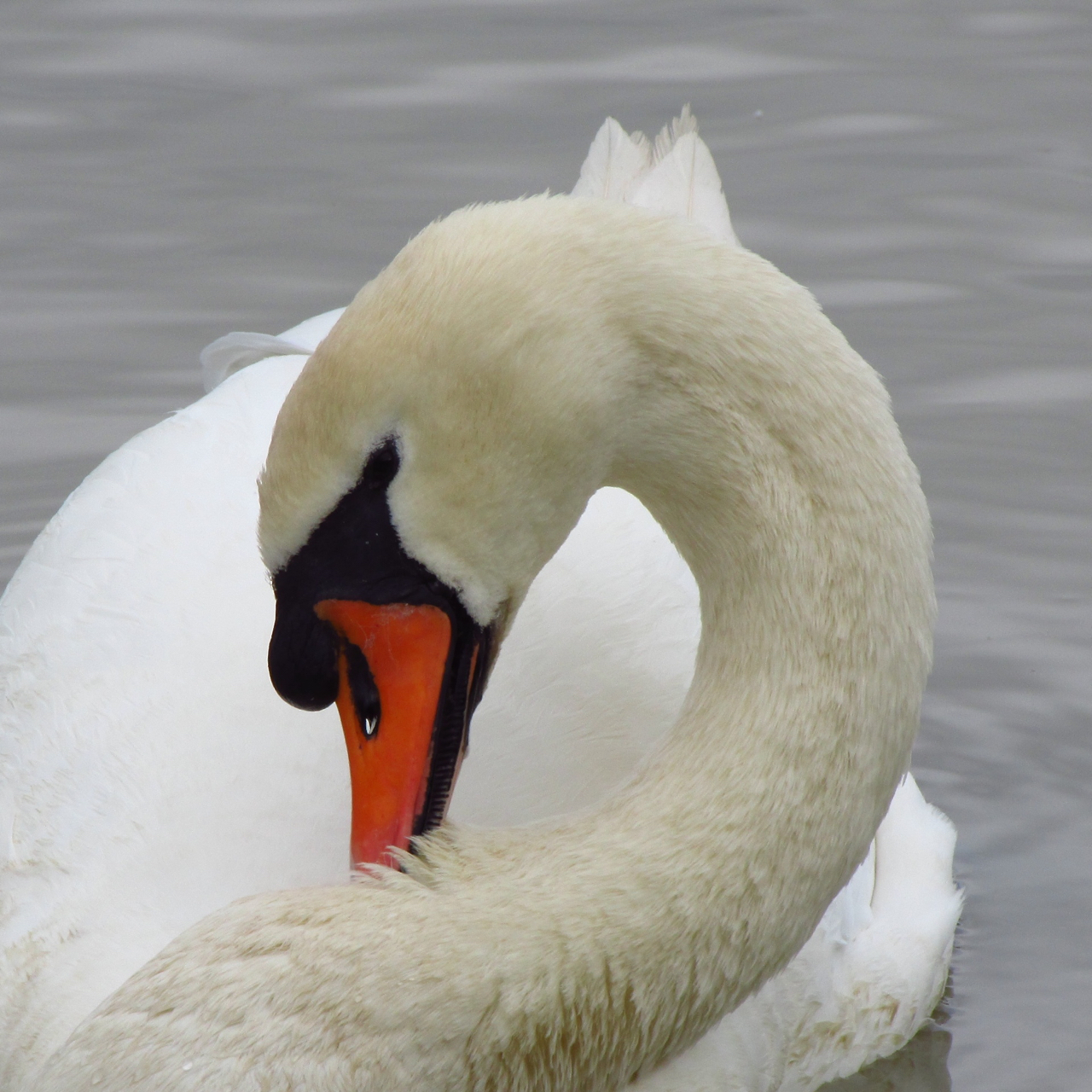 The Rattling Crow The Mute Swan