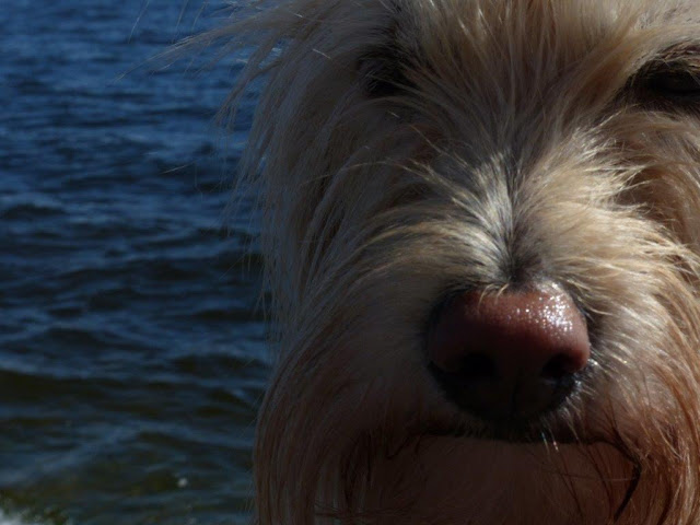Mina Hund Straßenhund ehemaliger Mittelmeerkrankheit Leishmaniose Mina Hund Straßenhund ehemaliger Mittelmeerkrankheit Leishmaniose