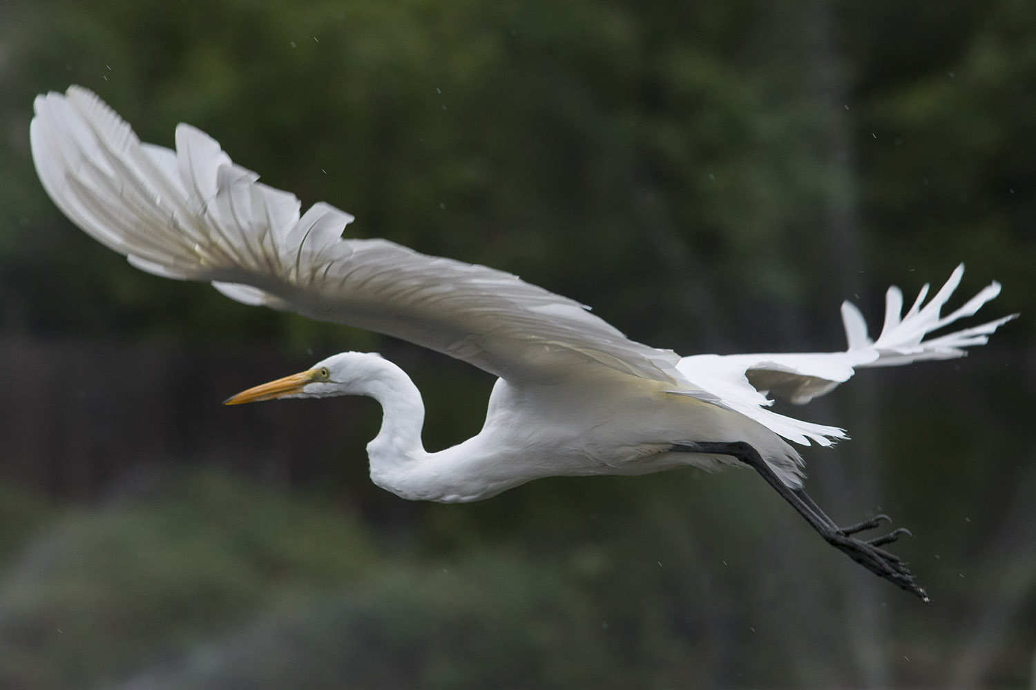 Great Egret Audubon Field Guide >> Great Egret Rocklin Wildlife Great Egret Audubon Field Guide >> Great Egret Rocklin Wildlife