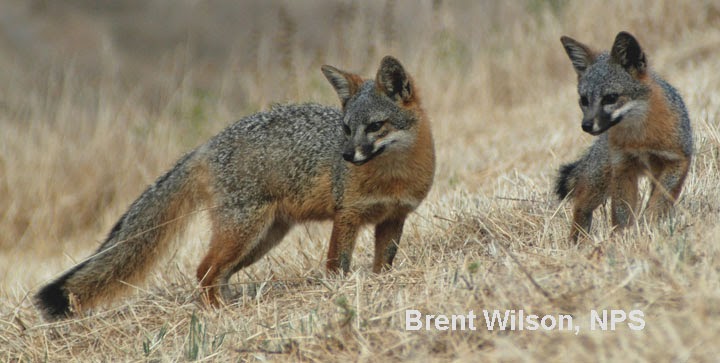 Friends Of The Island Fox Endangered Island Foxes Stabilizing But Need