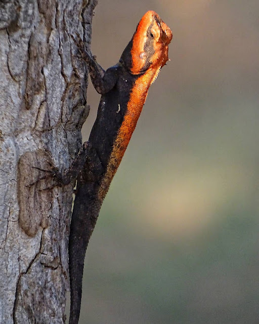 reptiles in pench national park