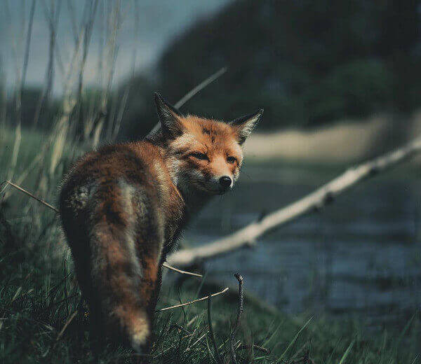 Konsta Punkka Fotografía Fotografía de animales