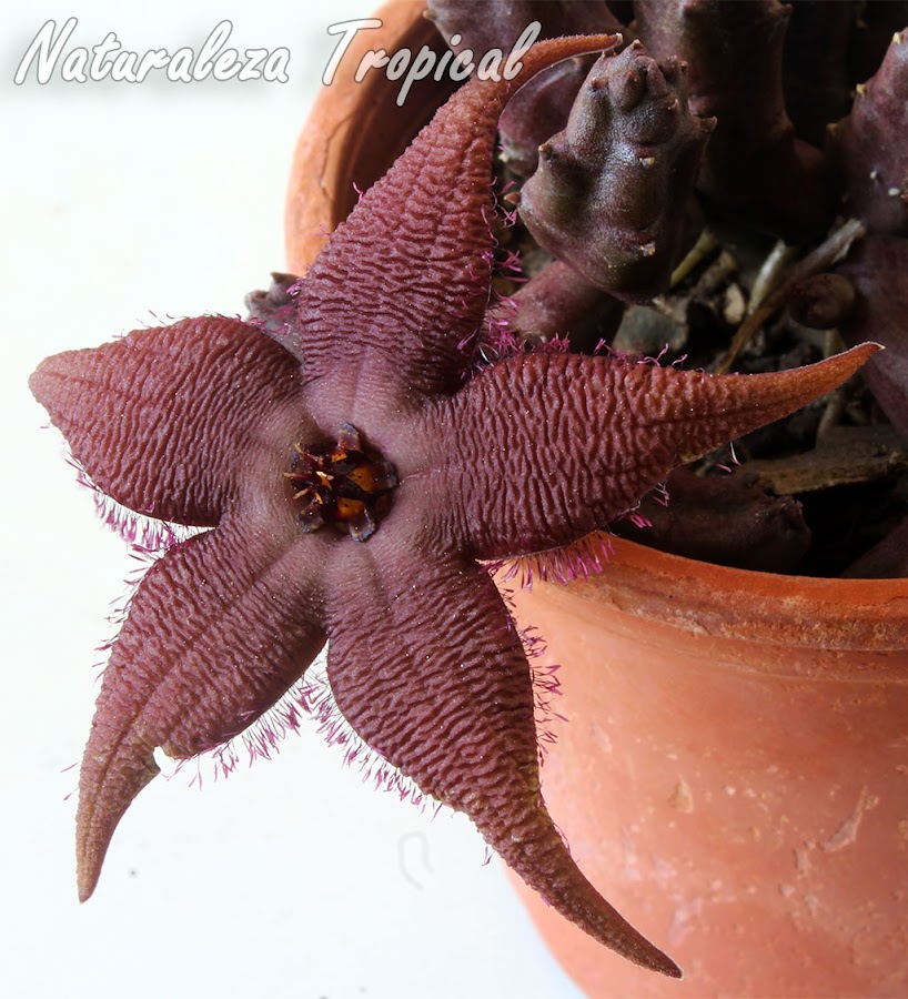 Detalles de la flor de la planta suculenta Stapelia schinzii var. angolensis