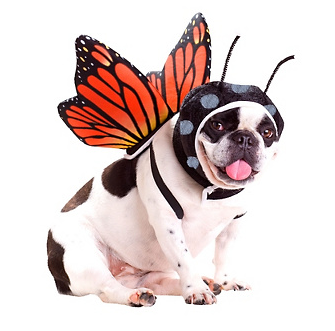 Dog butterfly