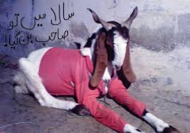 Bakra Eid Funny HD Images Downlaod Bakra Eid Funny HD Images Downlaod