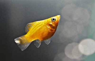 Penyebab Ikan Molly Mati dan Cara Mencegahnya Penyebab Ikan Molly Mati dan Cara Mencegahnya