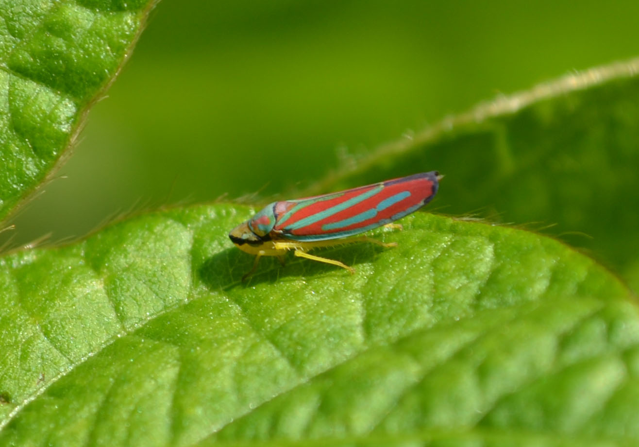 Woods Walks and Wildlife: More Garden Bugs