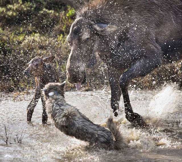 Madre alce lucha contra lobos para defender a su cría