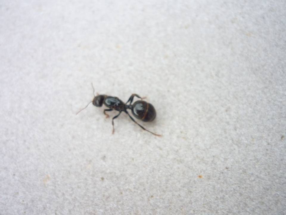 Darwineando ¿Hormigas con alas?