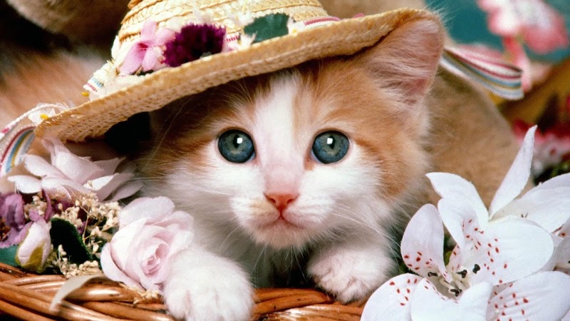 Paling Gokil 16+ Gambar Kucing Lucu Dan Imut Untuk Wallpaper