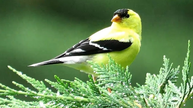 American Goldfinch