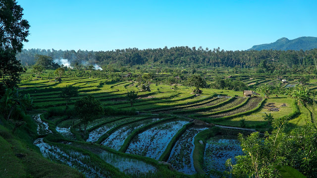 Rice terraces in Sidemen
